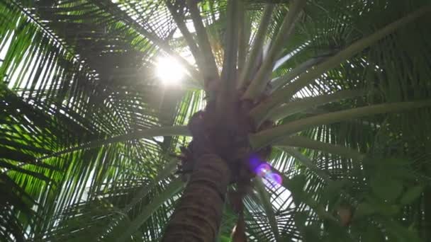 Palm boom met zon schijnt doorbladeren. De zonnen stralen schijnen door de bladeren van de palmboom. — Stockvideo