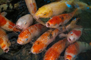 Renkli Koi sazan. Renkli ve canlı Koi sazan Tayland bir gölet etrafında Yüzme.