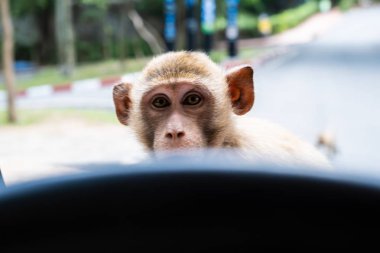 Maymun. Hayvanat bahçesindeki hayvan kavramı. Pattaya Hayvanat Bahçesi, Tayland