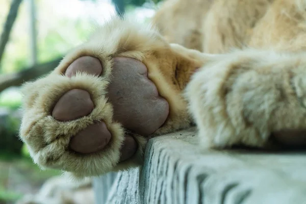 Πόδι του λιονταριού δείχνοντας μαξιλάρια, κοντινό. Η έννοια των ζώων στον ζωολογικό κήπο. Ζωολογικός Κήπος της Πατάγια, Ταϊλάνδη. — Φωτογραφία Αρχείου
