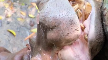 Hayvanat bahçesindeki Hippopotamus Hippo. Hayvanat bahçesinde hayvanlar konsepti.