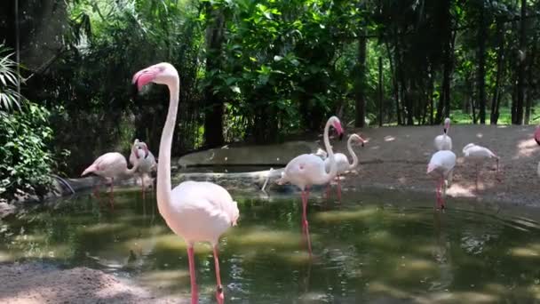 Группа птиц фламинго на озере в зоопарке. Концепция животных в зоопарке. Паттайский зоопарк . — стоковое видео
