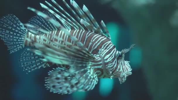 Крилатки. Colorfull риби в акваріумі інституту морської науки Burapha університету на Чонбурі Таїланд, Паттайя. — стокове відео