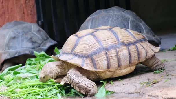 Galapagos schildpad. Grote schildpad. Het concept van dieren in de dierentuin. Pattaya Zoo, Thailand. — Stockvideo