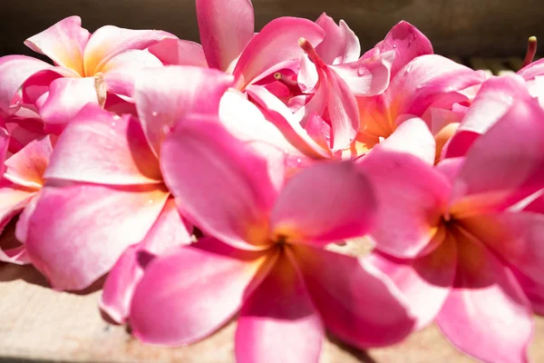Flores tropicales frangipani plumeria, Leelawadee. El spa. Paz y tranquilidad . —  Fotos de Stock