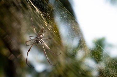Örümcek Web üzerinde. Yeşil bulanık arka plan ile Web üzerinde kahverengi Avrupa Bahçe örümcek