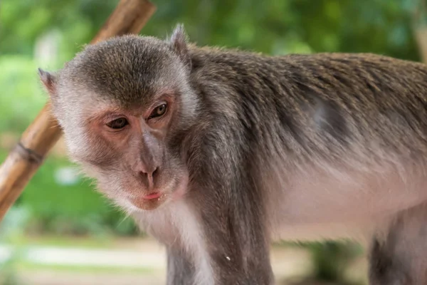 monkey. The concept of animals in the zoo. Zoo Pattaya, Thailand