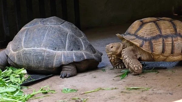 Galapagos-Schildkröte. Große Schildkröte. das Konzept der Tiere im Zoo. Zoo Pattaya, Thailand. — Stockfoto