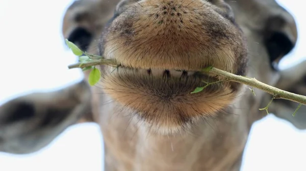 Jirafa. Haciendo una cara graciosa mientras mastica. El concepto de animales en el zoológico. Zoológico de Pattaya, Tailandia — Foto de Stock