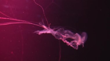 bir akvaryum havuzunda yüzme floresan denizanası. parlak bir denizanası ile şeffaf denizanası sualtı çekimleri. Denizanası yüzme döngüsü kırmızı