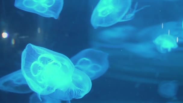 Medusas fluorescentes nadando en una piscina de acuario. medusas transparentes bajo el agua con una medusa brillante. Medusas natación bucle verde — Vídeos de Stock