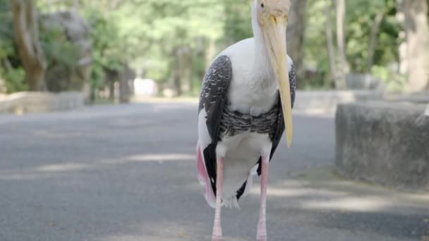 Stork walking in the field. The concept of animals in the zoo. Pattaya Zoo, Thailand. — Stock Video