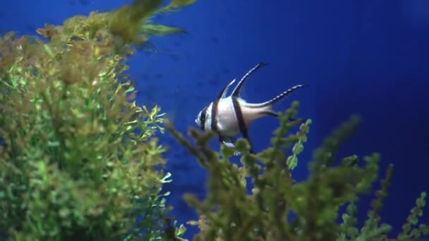 Acuario peces de colores en aguas azules profundas oscuras. — Vídeos de Stock