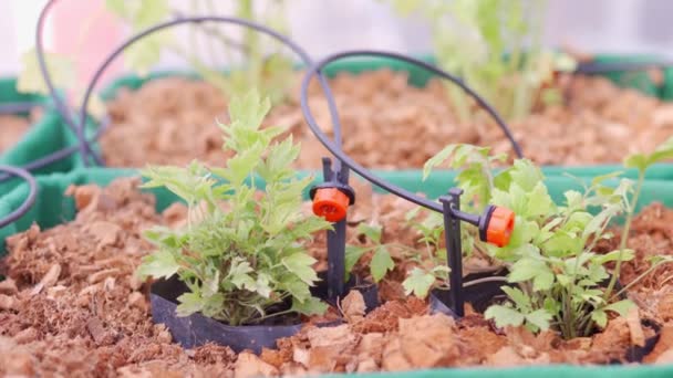 Sistema di irrigazione automatica per fiori in giardino . — Video Stock