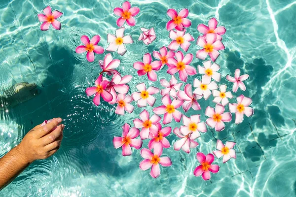 Kezét a medence felett, virágokkal. Trópusi virágok Frangipani Plumeria, Leelawadee úszó a vízben. A wellness-medence. Béke és a nyugalom. Spa-koncepció. — Stock Fotó