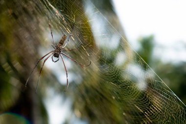 Örümcek Web üzerinde. Yeşil bulanık arka plan ile Web üzerinde kahverengi Avrupa Bahçe örümcek. yumuşak odak