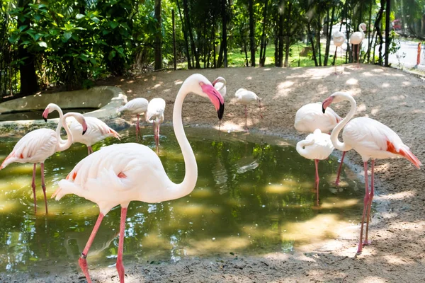 A group of flamingo birds on a lake in a zoo. Concept of animals in the zoo