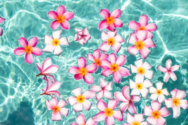 Tropikalne kwiaty Frangipani Plumeria, Leelawadee pływających w wodzie. Basen spa. Spokój i cisza. — Zdjęcie stockowe