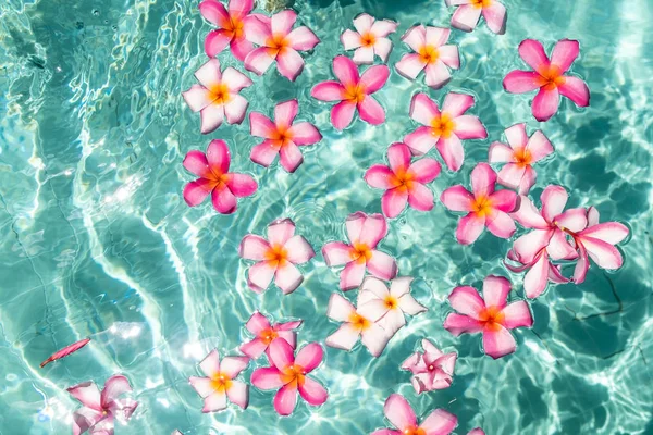 Tropikalne kwiaty Frangipani Plumeria, Leelawadee pływających w wodzie. Basen spa. Spokój i cisza. — Zdjęcie stockowe