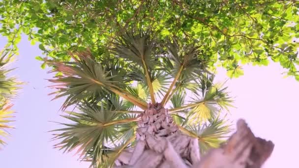 Palmen am Himmel und am Meer. — Stockvideo
