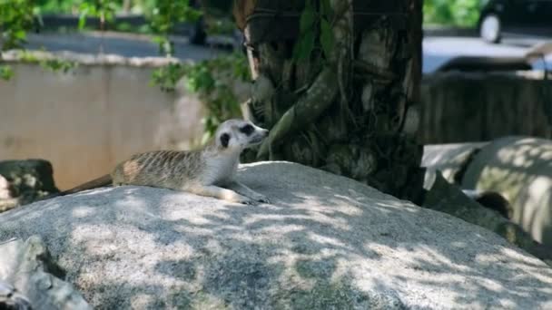 Dolce mangusta. Il concetto di animali nello zoo — Video Stock