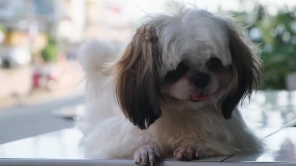 Bonito cão maltês branco encontra-se na varanda e relógios . — Vídeo de Stock