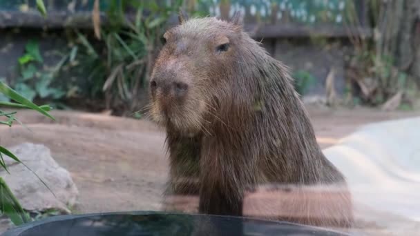 Капибара. Capybara Hydrochoerus hydrochaeris. крупнейший грызун в мире. Капибара сидит на зеленой траве. Концепция животных в зоопарке . — стоковое видео