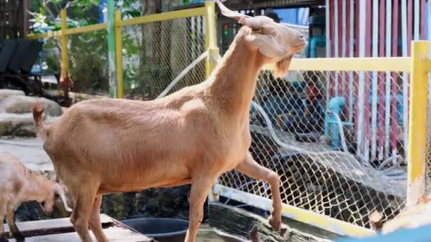 パタヤ、タイ - 2019年5月14日:動物園でヤギに餌を与え、草を与える草を持つ人々. — ストック動画