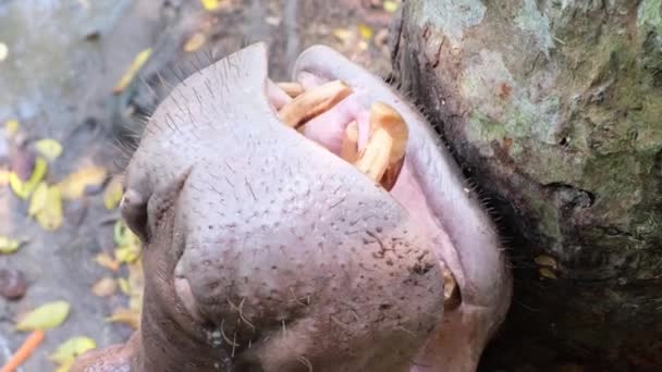 Hipopótamo Hipopótamo no zoológico. Conceito de animais em um zoológico . — Vídeo de Stock