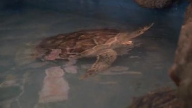 Akvaryumda deniz kaplumbağası. Sualtı çekimi.