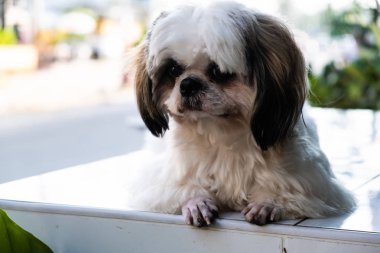 sevimli Beyaz Maltese köpek balkon ve saatler yatıyor.