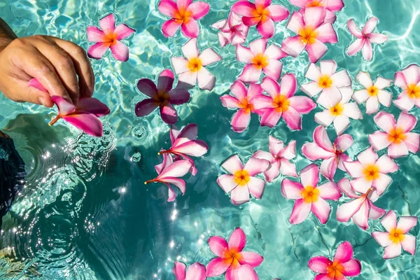 Ręce nad basenem z kwiatami. Tropikalne kwiaty Frangipani Plumeria, Leelawadee pływających w wodzie. Basen spa. Spokój i cisza. Koncepcja Spa. — Zdjęcie stockowe