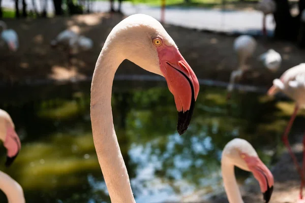 Flamingo Head Forward. The concept of animals in the zoo