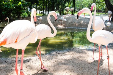 Hayvanat bahçesinde bir gölde bir grup Flamingo kuşu. Hayvanat bahçesinde hayvan kavramı. 