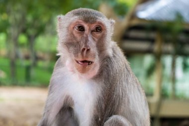 Maymun. Hayvanat bahçesinde hayvanların kavramı. yumuşak odak