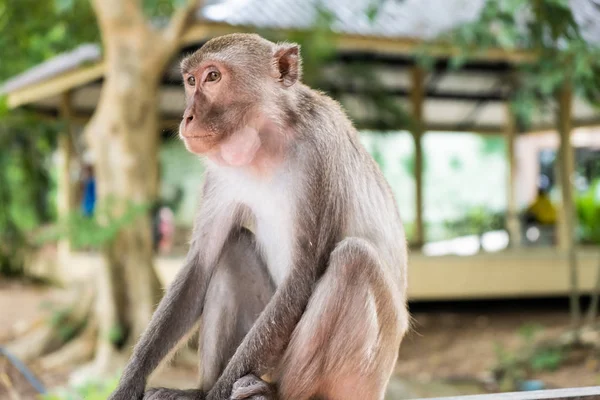 monkey. The concept of animals in the zoo. soft focus