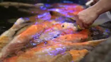 Renkli Koi sazan. Renkli ve canlı Koi sazan Tayland bir gölet etrafında Yüzme.