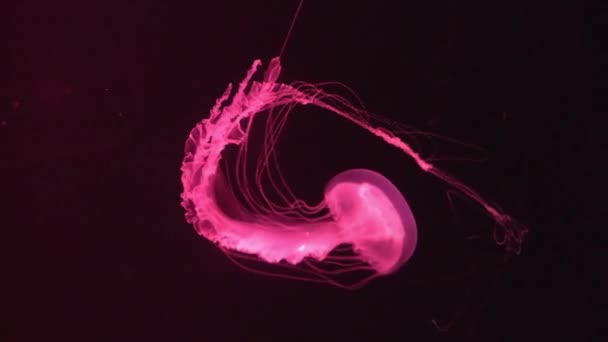 Meduse fluorescenti nuotare in una piscina d'acquario. meduse trasparenti scatti subacquei con meduse incandescenti. Meduse ciclo di nuoto rosso — Video Stock