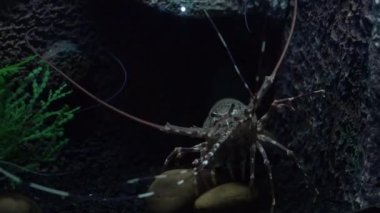 Istakoz yemek arama Coral Reef üzerinde yürüyüş