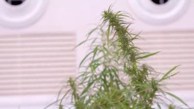 Kenevir bitkisinin yeşil yaprakları. Bir kenevir esrar bitkiyeşil yaprakları.