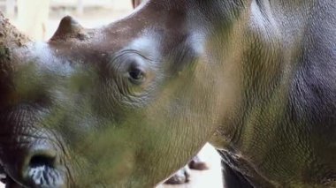 Sevimli erkek boğa Gergedan veya Gergedan portresi. Hayvanat bahçesinde hayvan kavramı