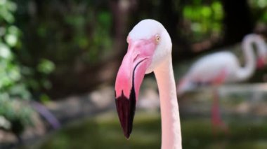 Flamingo Öne Doğru. Hayvanat bahçesinde hayvan kavramı. 