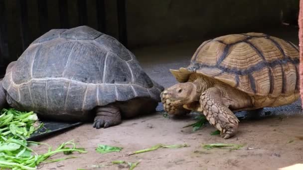 Galapagos kaplumbağam. Büyük kaplumbağa. Hayvanat bahçesinde hayvanların kavramı. — Stok video