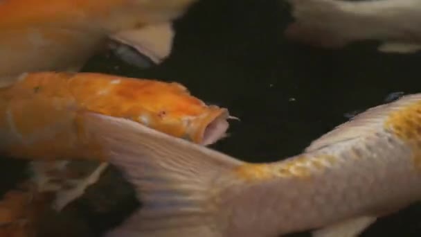 Барвистий Коі короп. Барвистий і яскравий Кой короп плавати навколо в ставку в Таїланді. — стокове відео