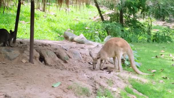 Red Australian adult Kangaroo eating grass. Kangaroo grazing on green landscape, with another kangaroo in the background. Concept of animals in the zoo. — Stock Video