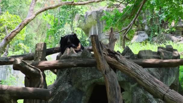 Медведь спит на дереве. Концепция животных в зоопарке — стоковое видео