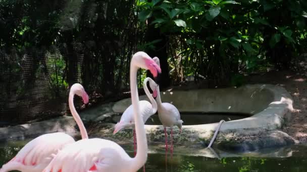 Μια ομάδα από φλαμίνγκο πουλιά σε μια λίμνη σε ένα ζωολογικό κήπο. Έννοια των ζώων στον ζωολογικό κήπο. — Αρχείο Βίντεο