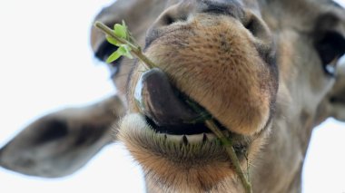 Zürafa. Çiğnerken komik bir surat yapıyor. Hayvanat bahçesinde hayvan kavramı. 