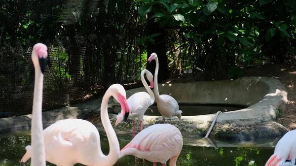 Een groep Flamingo vogels op een meer in een dierentuin. Concept van dieren in de dierentuin. — Stockfoto