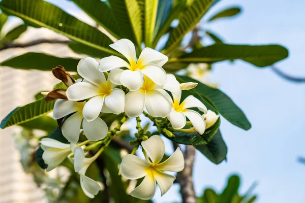 Flor tropical frangipani plumeria, Leelawadee cresce em uma árvore — Fotografia de Stock
